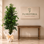 Planta ficus benjamina