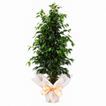 Planta ficus benjamina