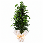 Planta ficus benjamina