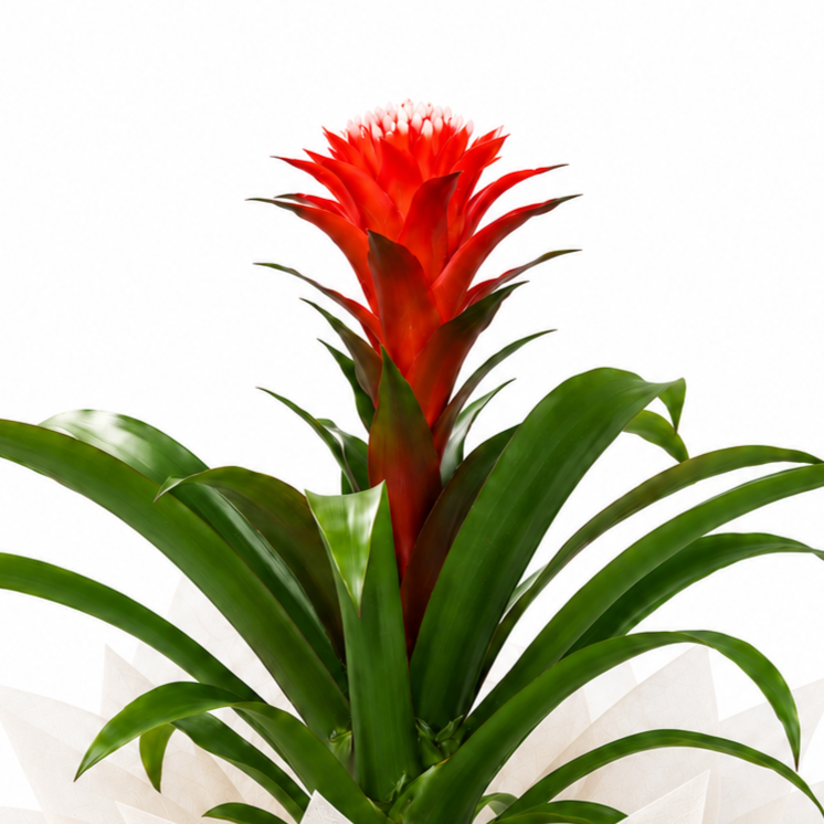 Planta guzmania hope roja