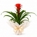 Planta guzmania hope roja