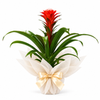 Planta guzmania hope roja