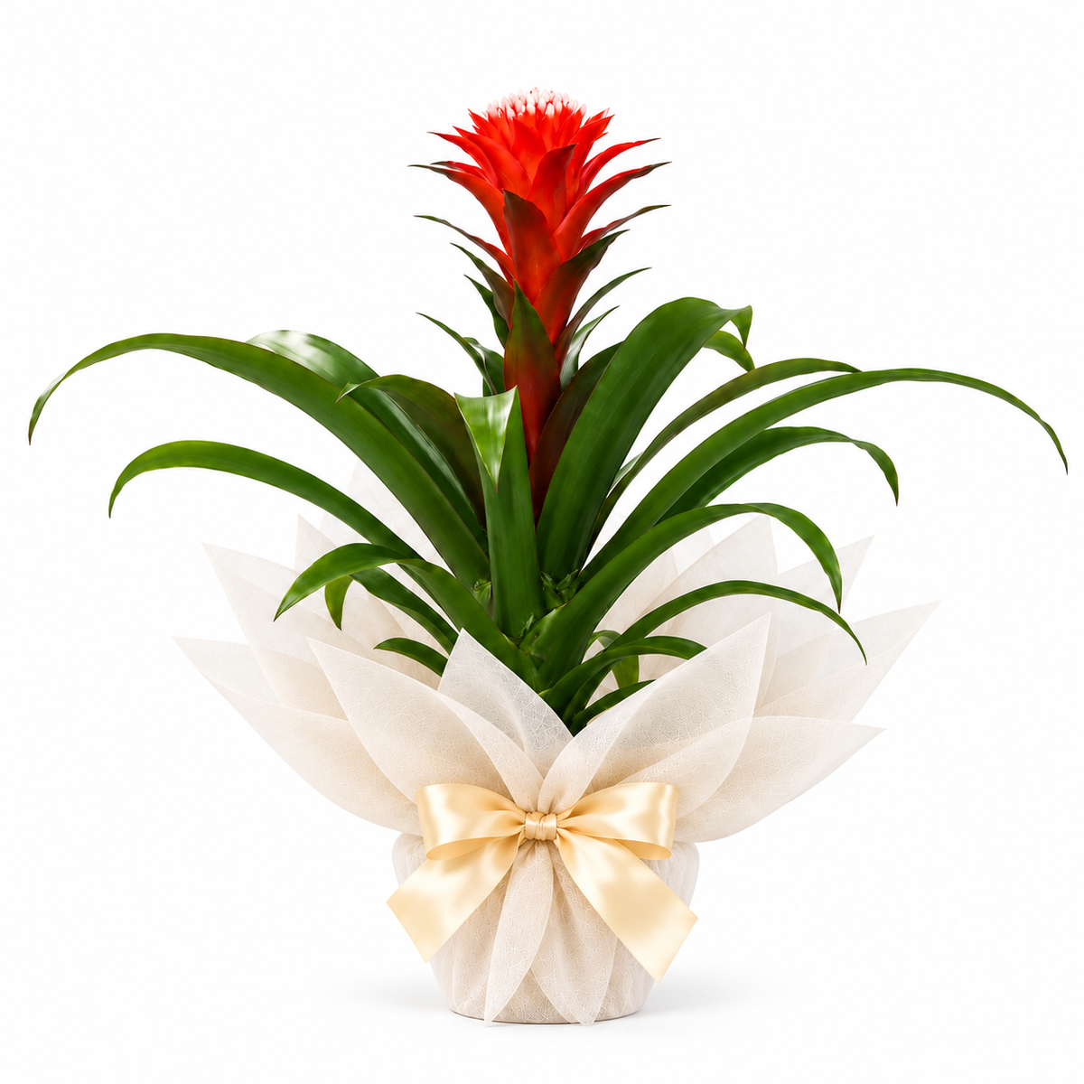 Planta guzmania hope roja