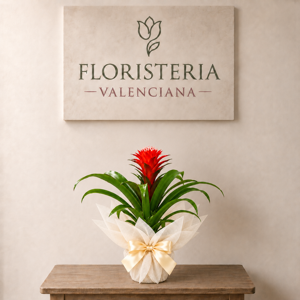 Planta guzmania hope roja