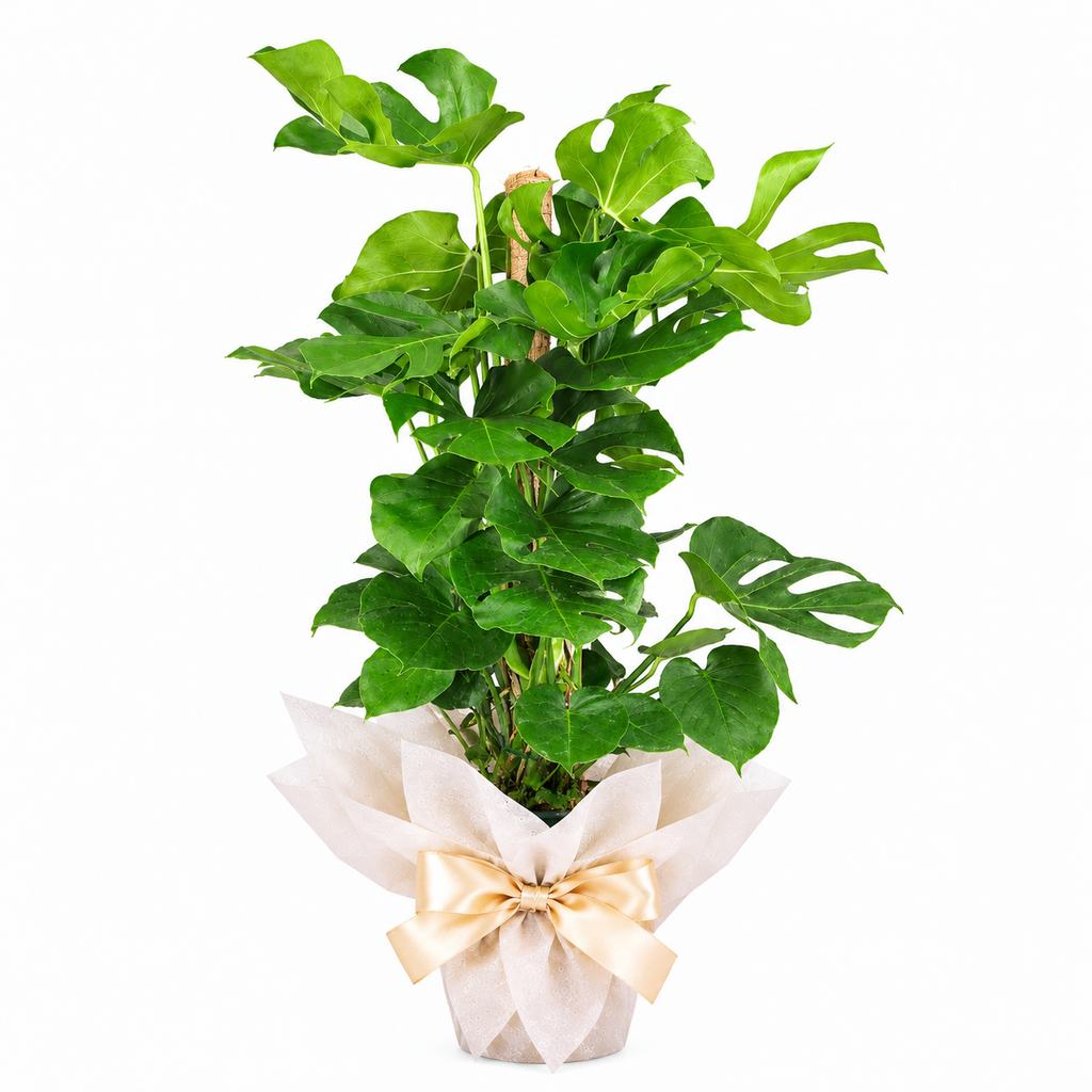 Planta monstera