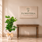 Planta monstera