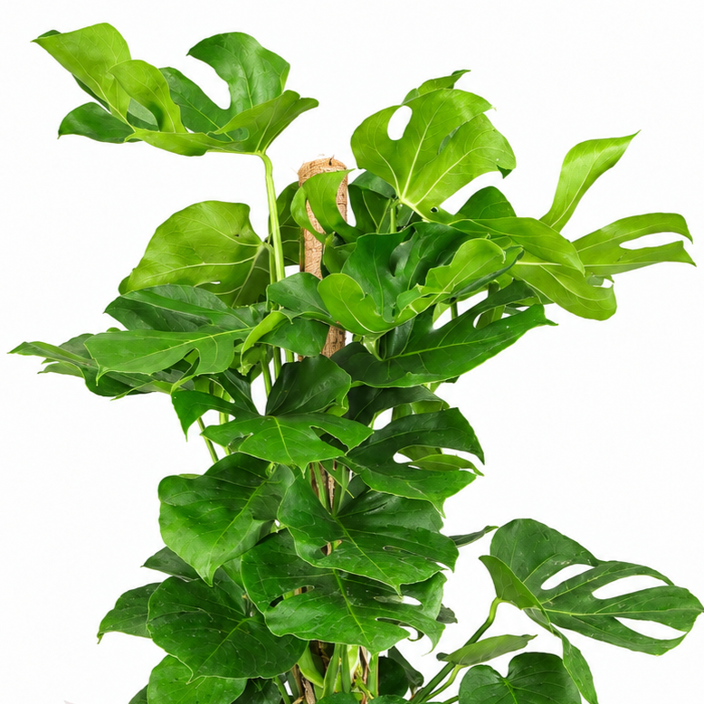 Planta monstera