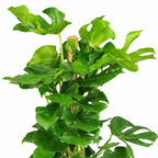 Planta monstera