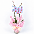 Planta orquidea phalaenopsis rosa y azul con cristal