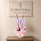 Planta orquidea phalaenopsis rosa y azul con cristal