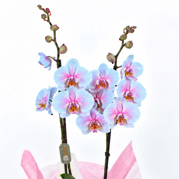 Planta orquidea phalaenopsis rosa y azul con cristal