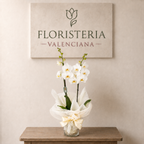Planta orquidea phalaenopsis blanca en cristal