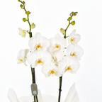 Planta orquidea phalaenopsis blanca en cristal