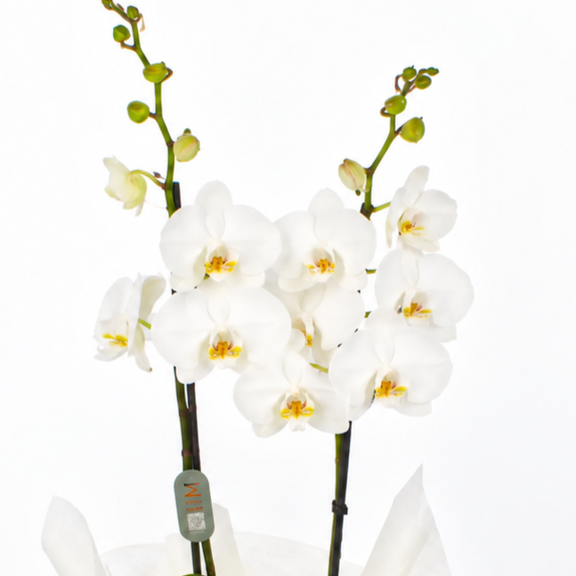 Planta orquidea phalaenopsis blanca en cristal