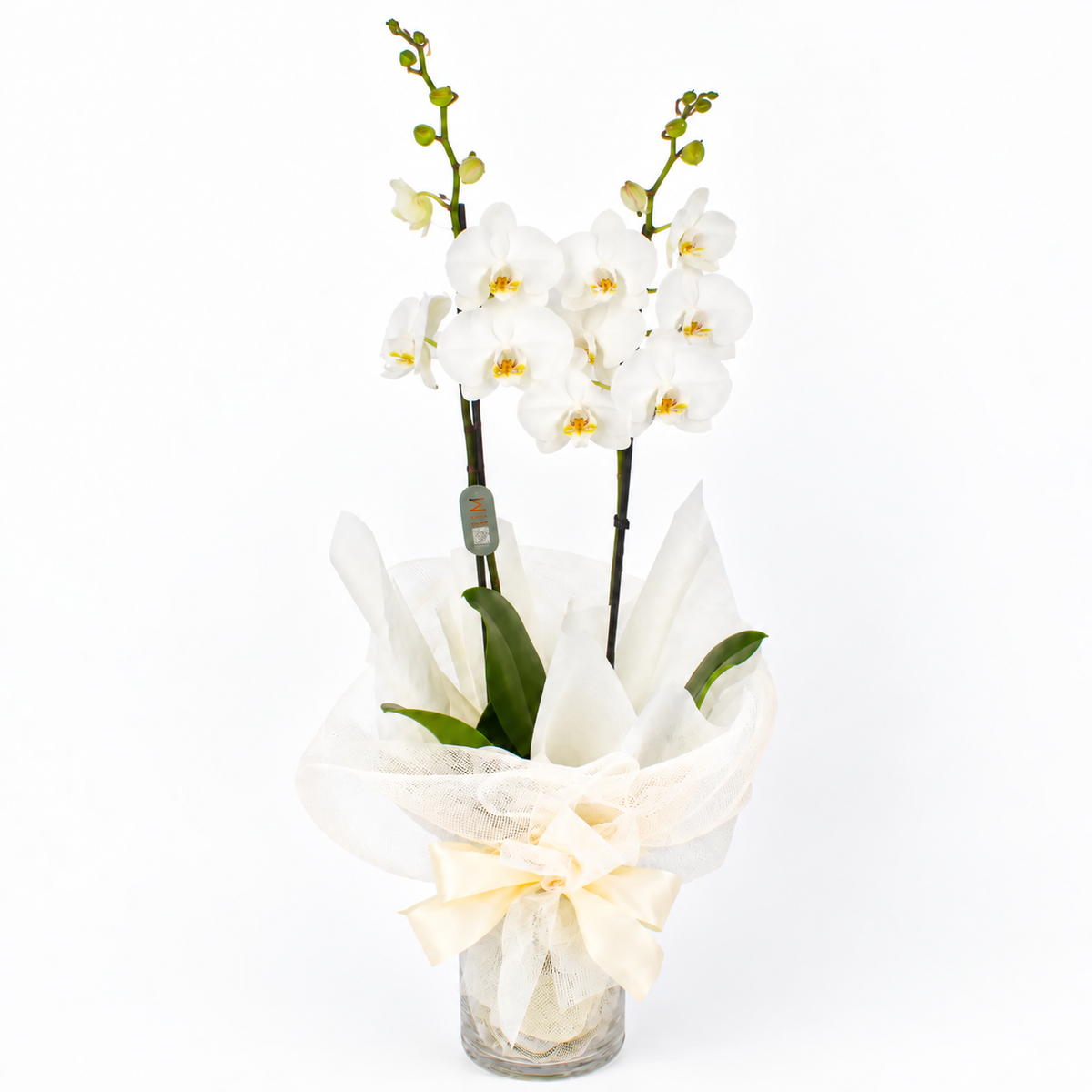 Planta orquidea phalaenopsis blanca en cristal