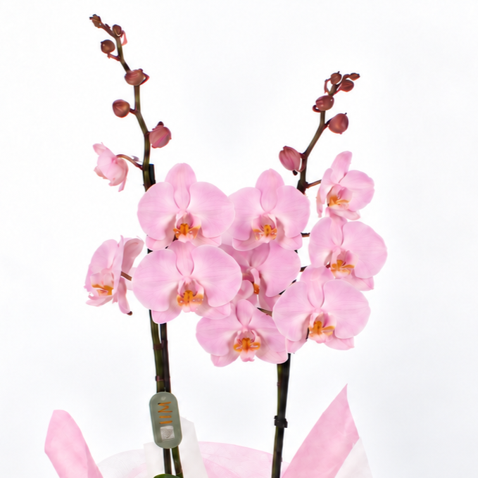 Planta orquidea phalaenopsis rosa con cristal