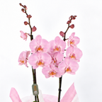 Planta orquidea phalaenopsis rosa con cristal