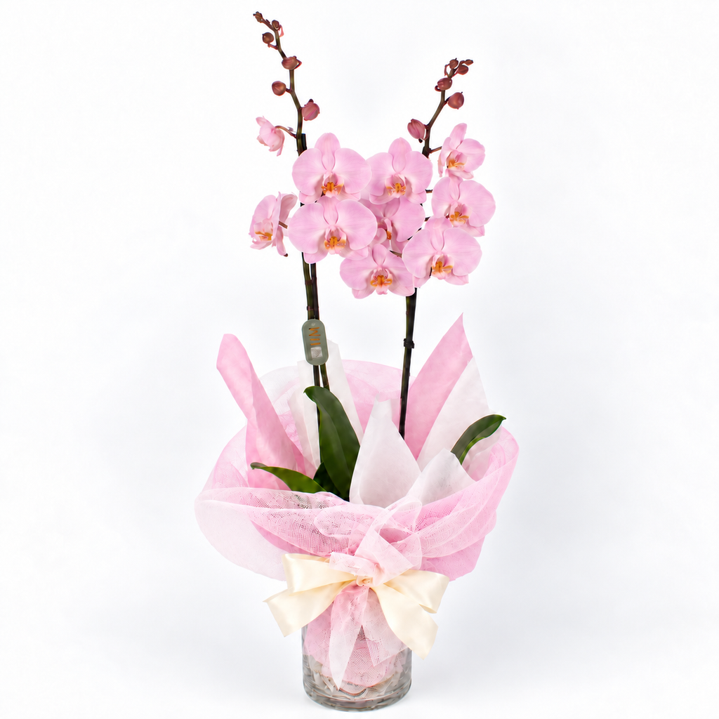 Planta orquidea phalaenopsis rosa con cristal