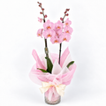 Planta orquidea phalaenopsis rosa con cristal