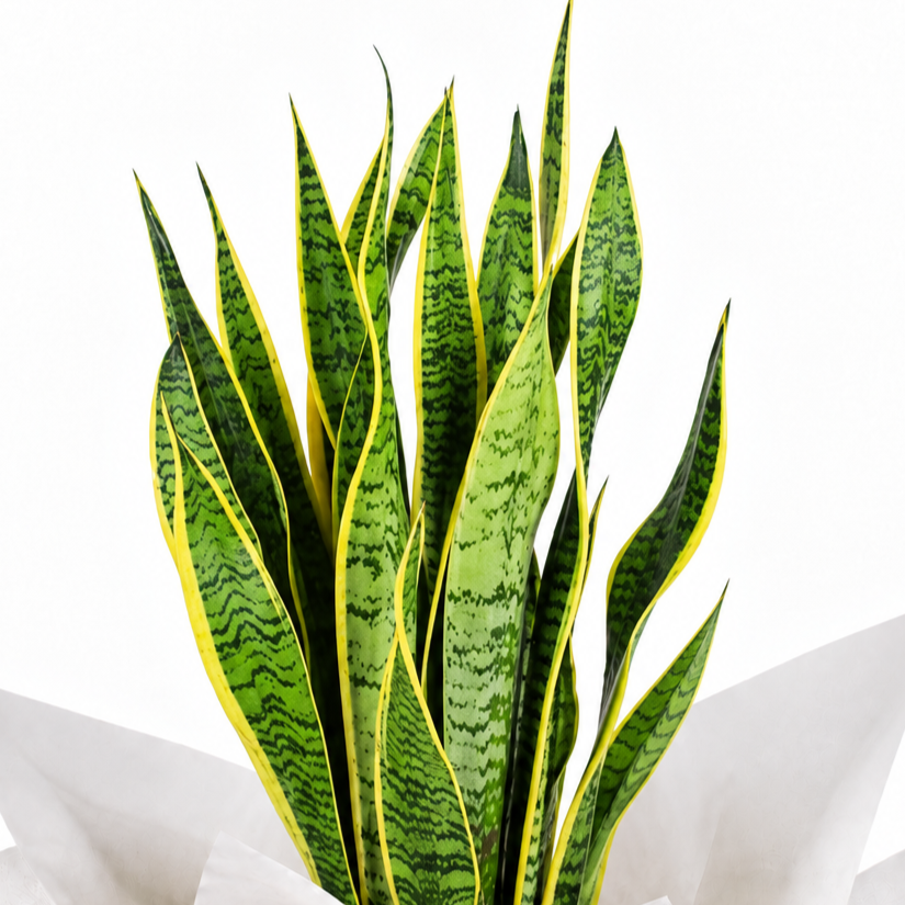 Planta sansevieria