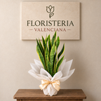Planta sansevieria