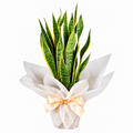 Planta sansevieria