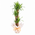 Planta yucca