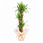 Planta yucca