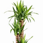 Planta yucca