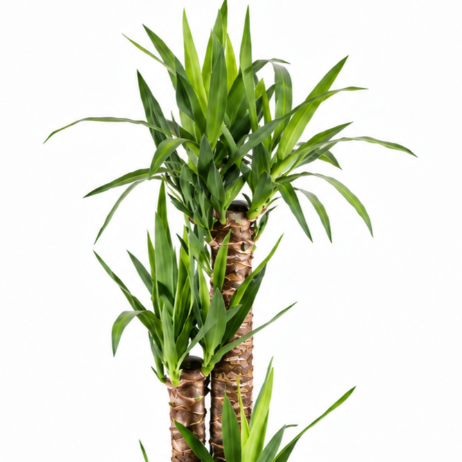 Planta yucca
