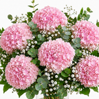 Ramo de hortensias rosadas