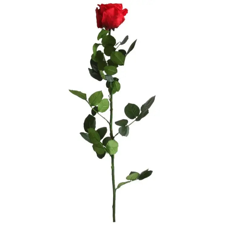 rosa liofilizada roja 50 cm