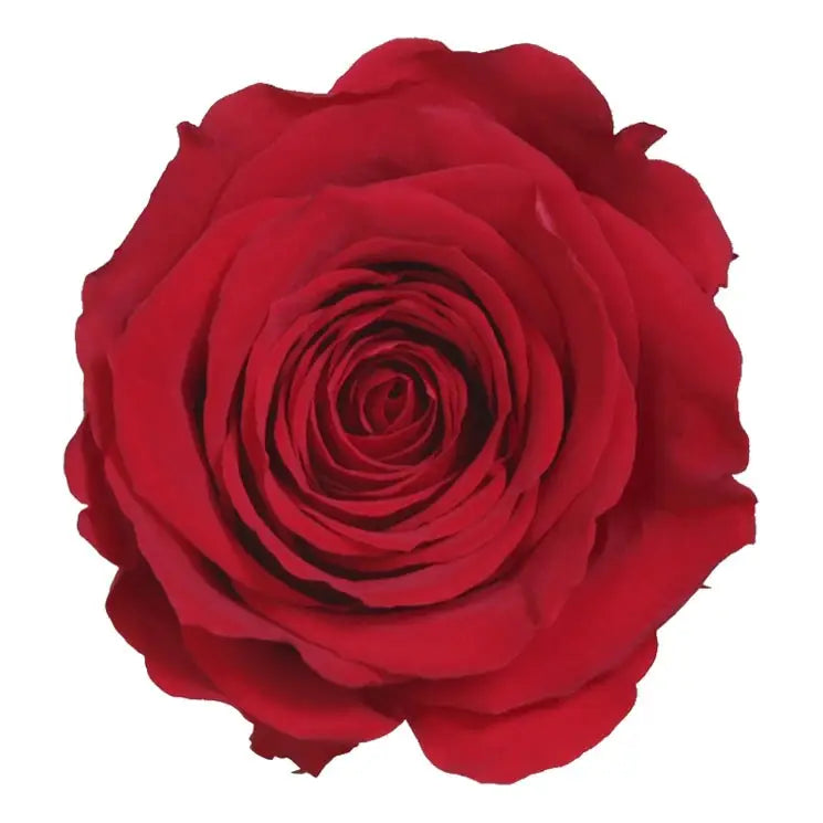 rosa liofilizada roja 50 cm